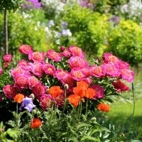 6864616873_8c13c4abfd_o