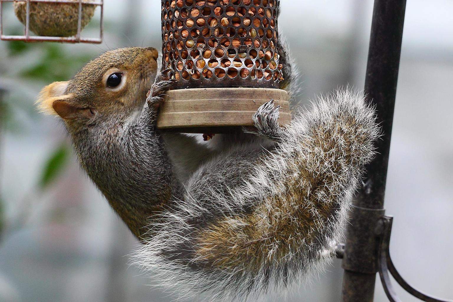 top 10 best bird feeders design for me top 10 best bird feeders design for me