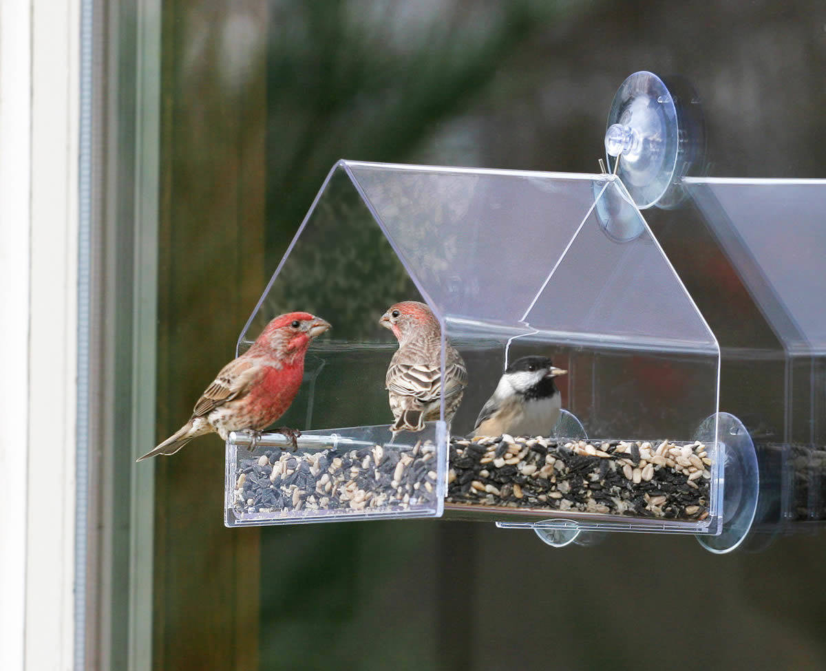 best window bird feeder 2020