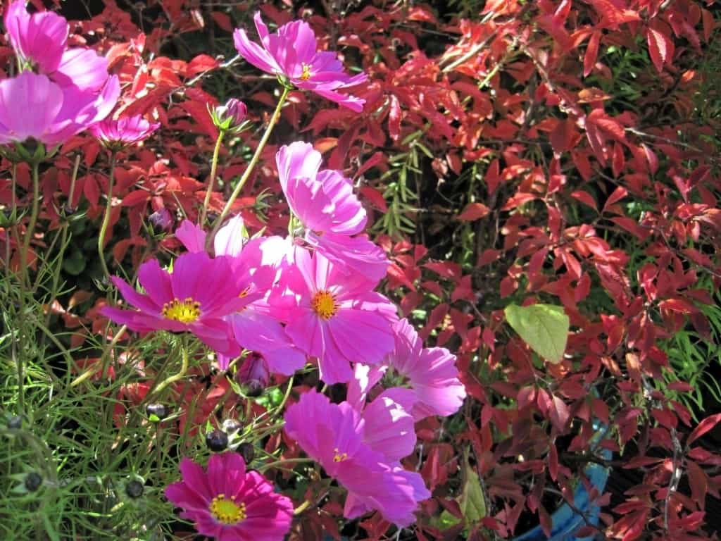 Cosmos and Prunus incisa september colour