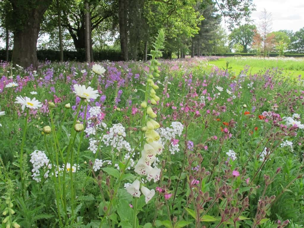 meadow planting