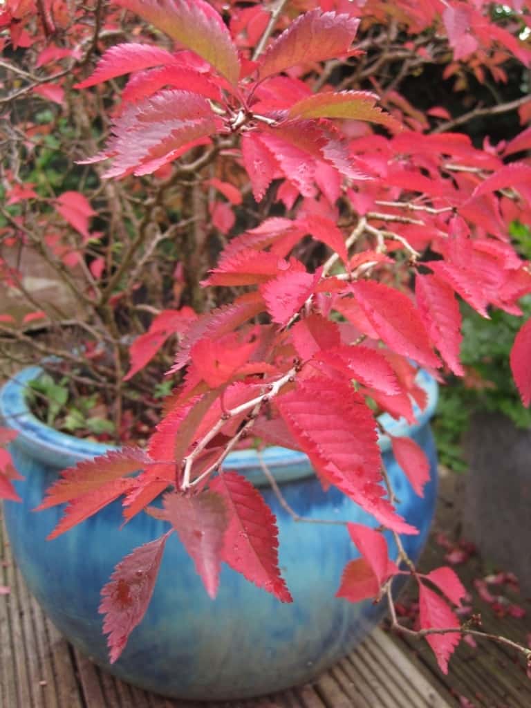 September colour Prunus incisa in pot