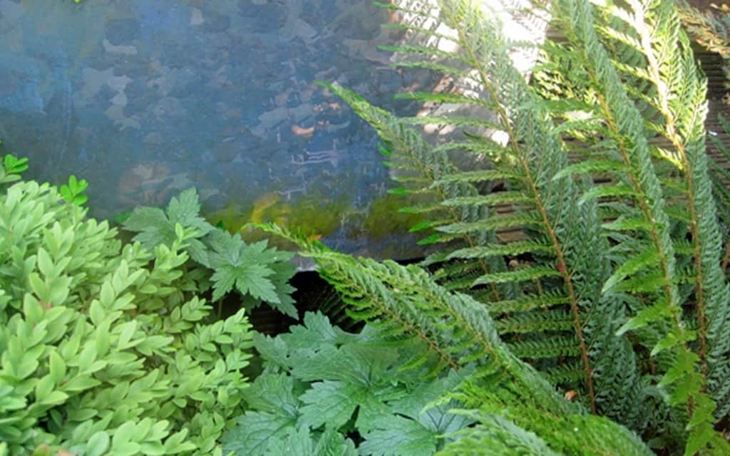 ferns and leaves with galvanised trough