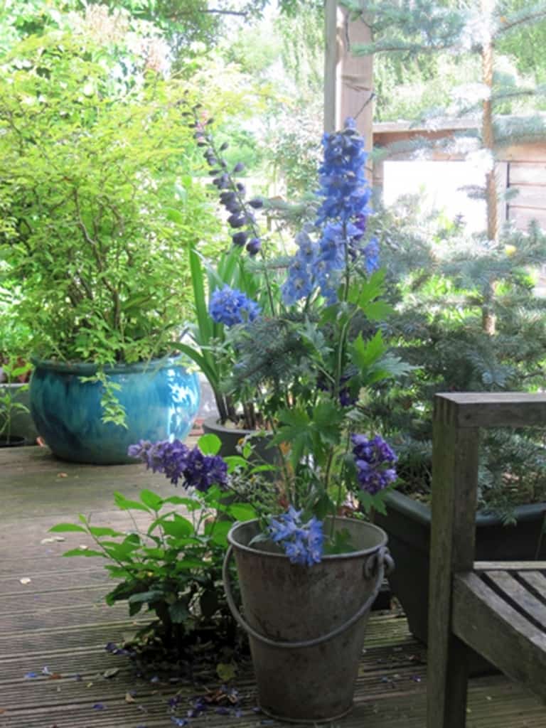 seasonal colour in pot in low maintenance garden
