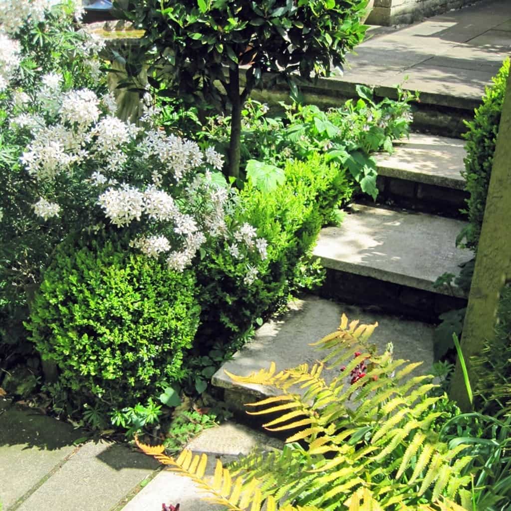 steps and ferns pod garden low maintenance Cropped