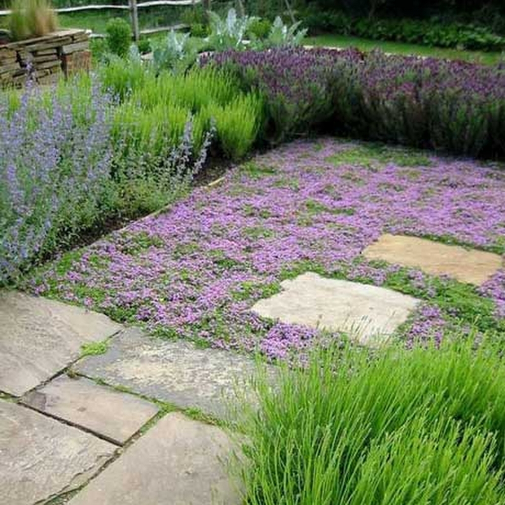 Thyme lawn grass alternative
